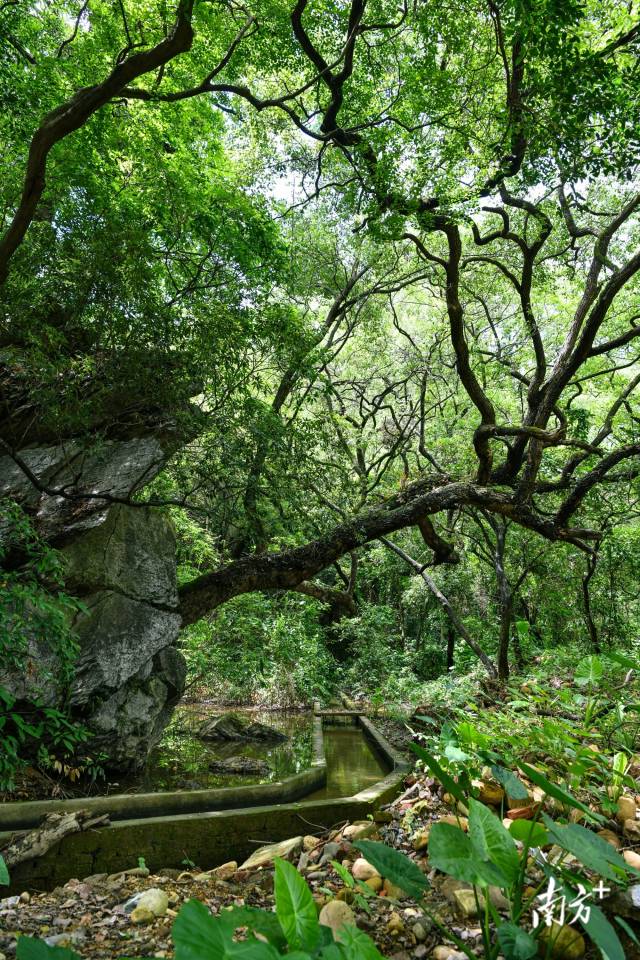 沙口鎮(zhèn)園山村背后，古樟樹(shù)錯(cuò)落有致。 曾亮超 攝